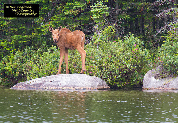 Calf Moose