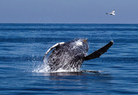 Humpback Playful
