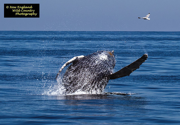 Humpback Playful
