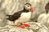 Puffin Rock