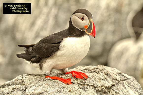 Puffin Rock