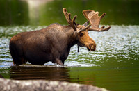Bull Moose Pass