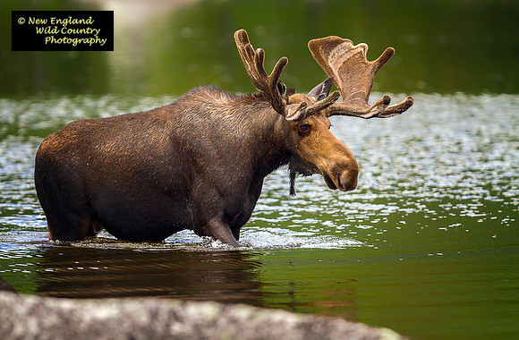 Bull Moose Pass