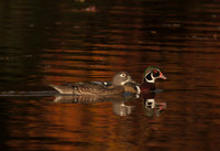 Fire Water Woodies