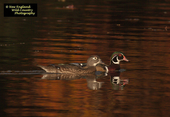 Fire Water Woodies