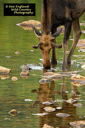 Sipping Bull