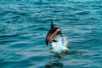 Whales & Dolphins