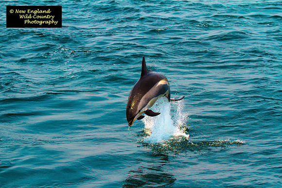 Atlantic White Sided Dolphin