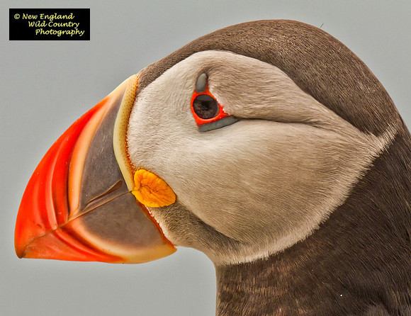 Puffin Profile
