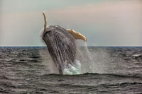 A Day at the Breach