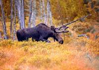 Maine Moose