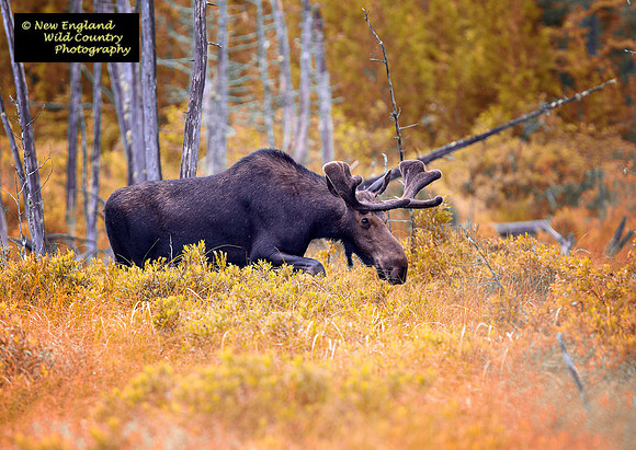 Maine Moose