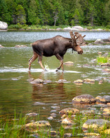 Baxter Bull Moose