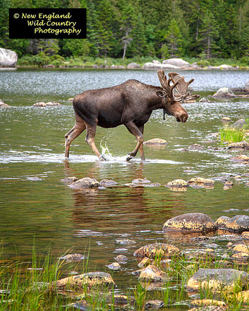 Baxter Bull Moose