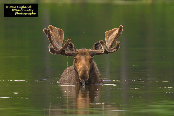 Swimming Bull