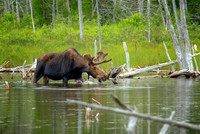 Maine Swamp Moose