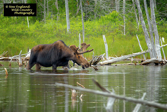 Maine Swamp Moose