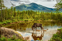 Katadin Moose Reflection 2