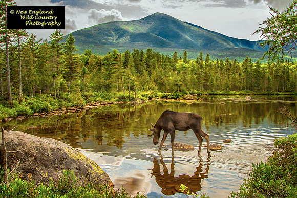 Katadin Moose Reflection 2