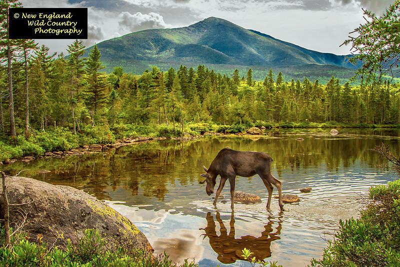 Katadin Moose Reflection 2