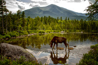 Moose