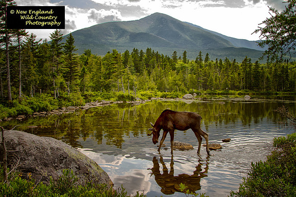 Katadin Moose Reflection