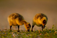Wild Babies