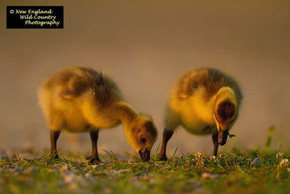 Golden Goslings