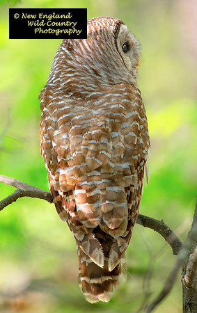 Owl Woods