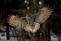 Owls