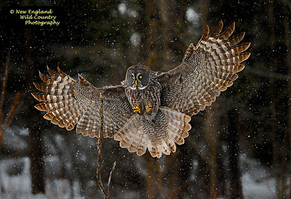 Grey Wings