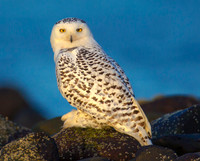Snowy on the Rocks