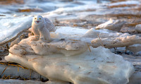 Arctic Snowy Owl    (ice chunk)