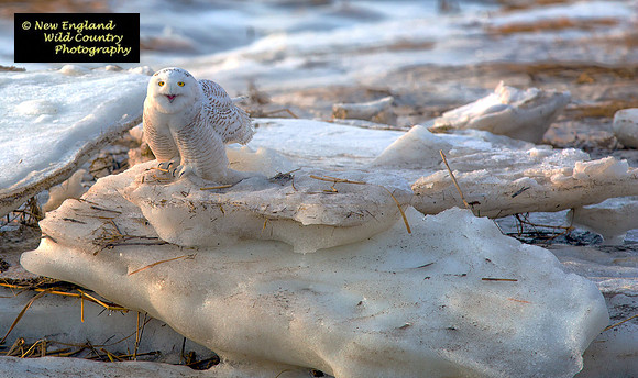 Arctic Snowy Owl    (ice chunk)