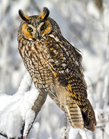 Long Eared Owl (snowfall)