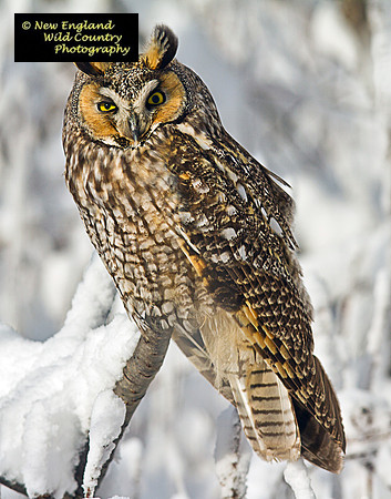 Long Eared Owl (snowfall)