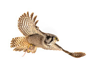 Hawk Owl Surprise