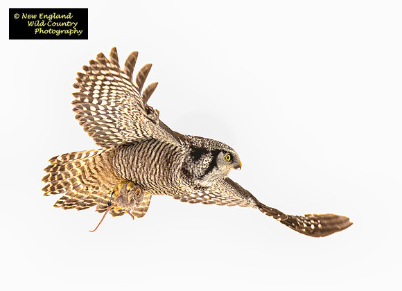 Hawk Owl Surprise