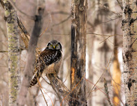 Northern Hawk Owl (birches)