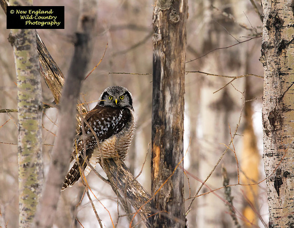 Northern Hawk Owl (birches)