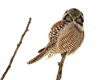 Northern Hawk Owl (arctic spy)