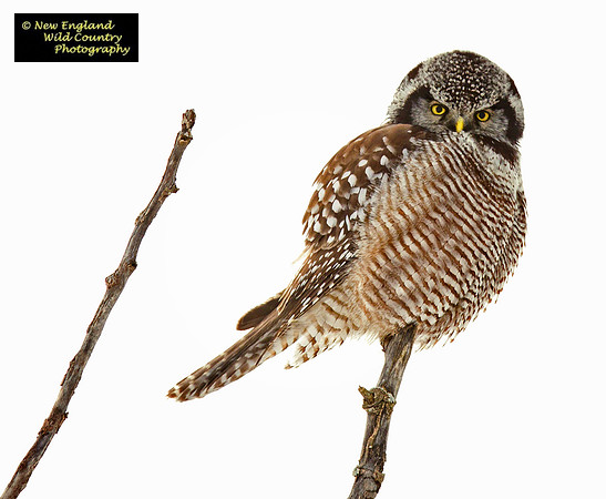 Northern Hawk Owl (arctic spy)