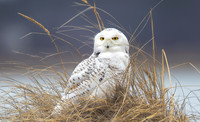 Talons - Birds Of Prey