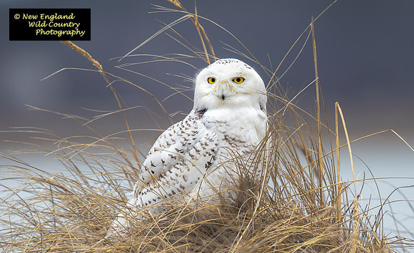 Arctic Eyes