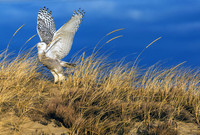 Snowy Owl (extended pose)