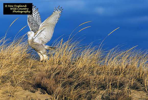 Snowy Owl (extended pose)
