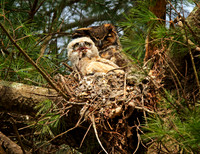 Great Horned Owls (nest)