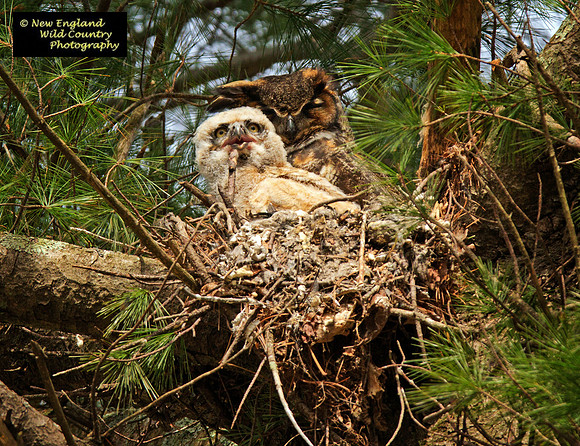 Great Horned Owls (nest)