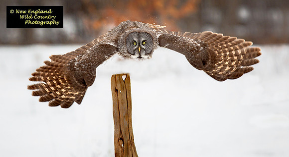 Grey Wings 2