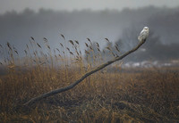 Snowy Owl (foggy marsh)